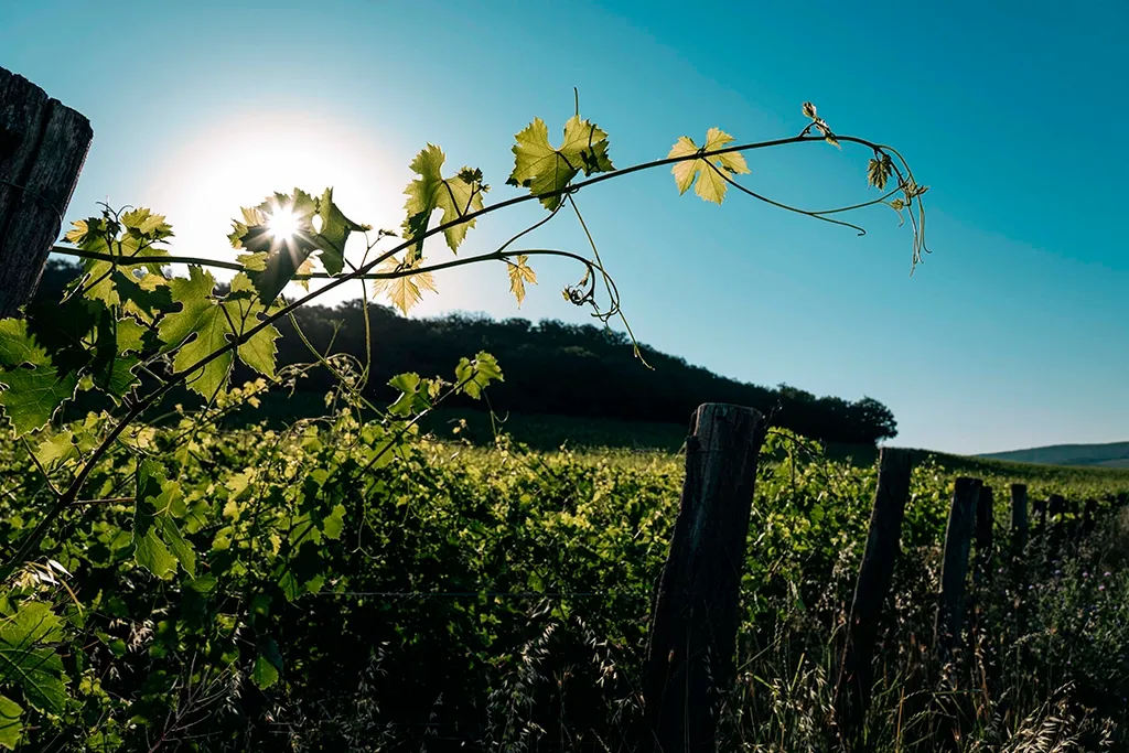 Винодельня Uppa Winery