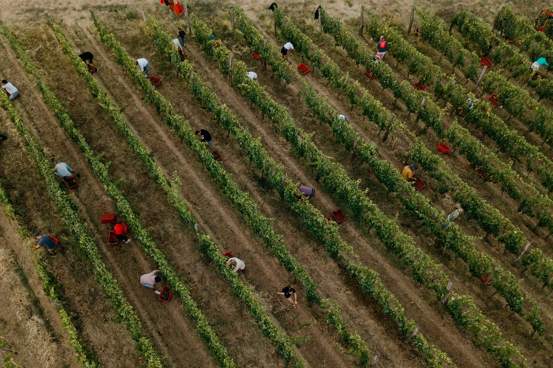 Винодельня Uppa Winery
