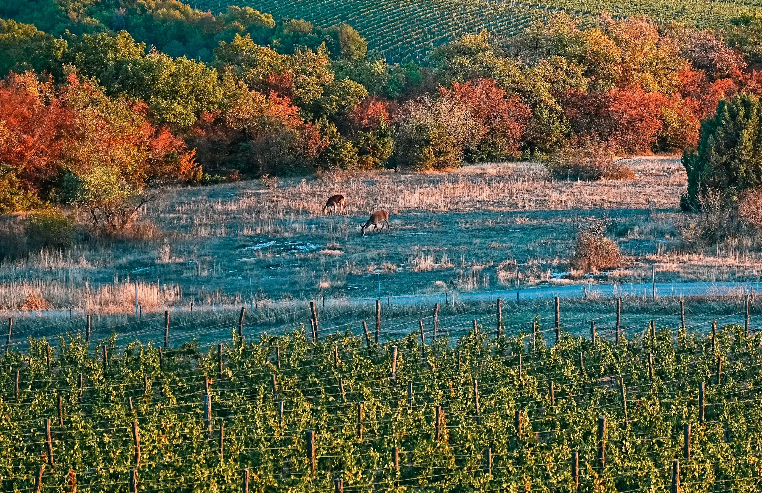 Винодельня Uppa Winery