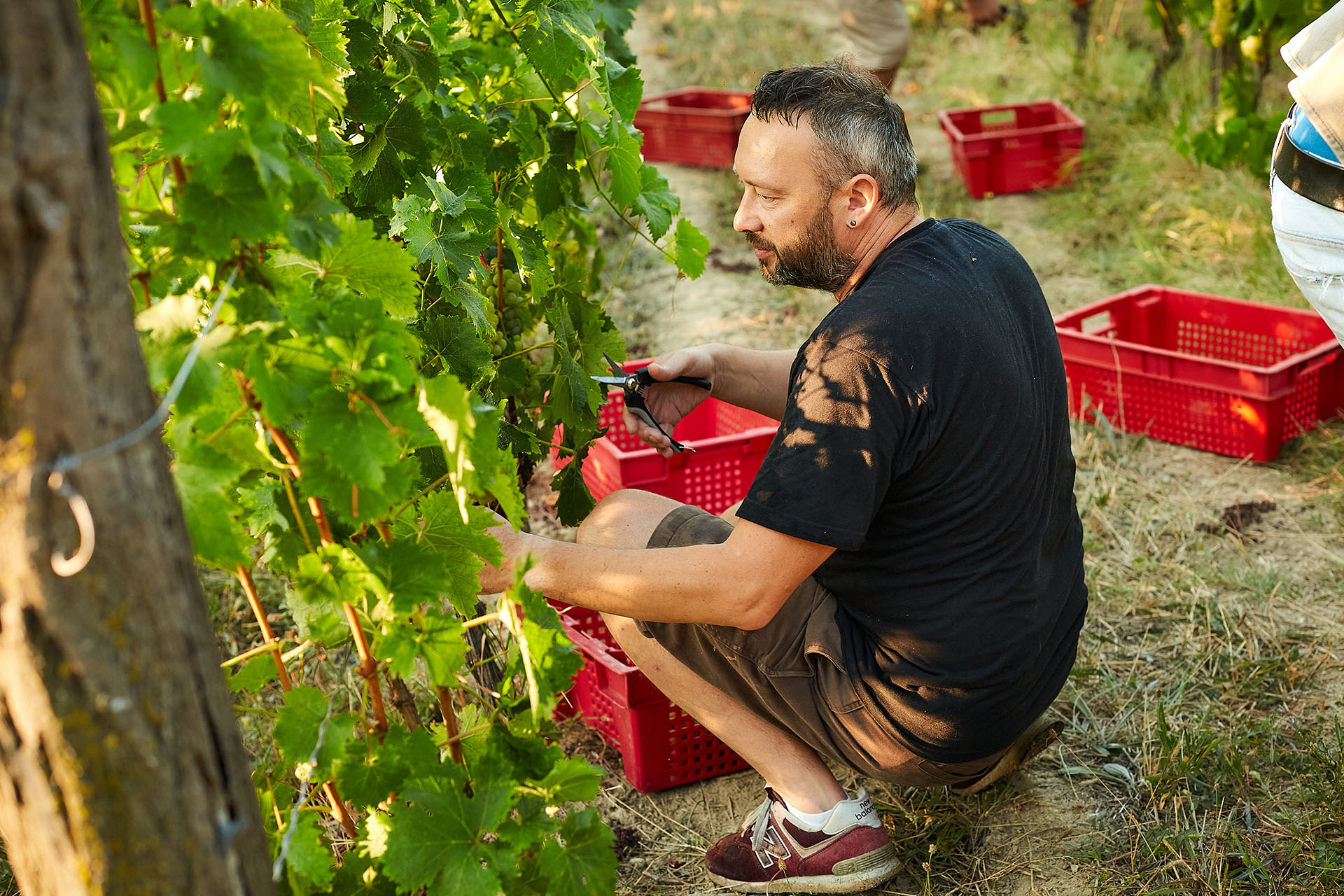Павел Швец Uppa Winery