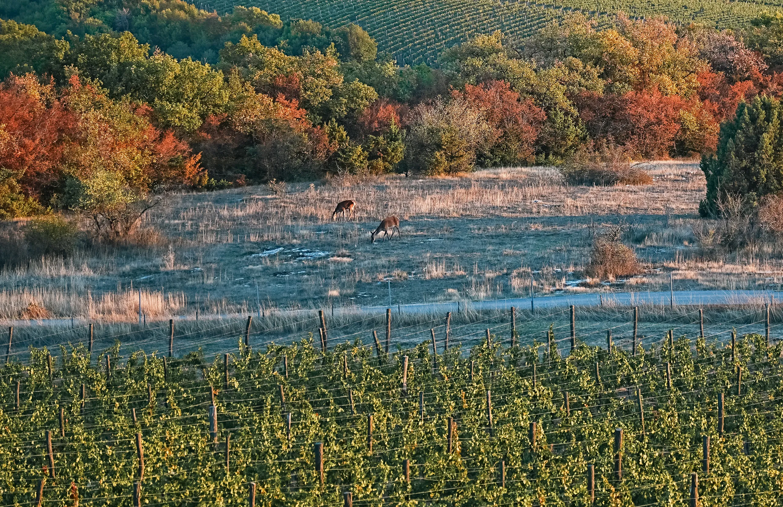 Винодельня Uppa Winery