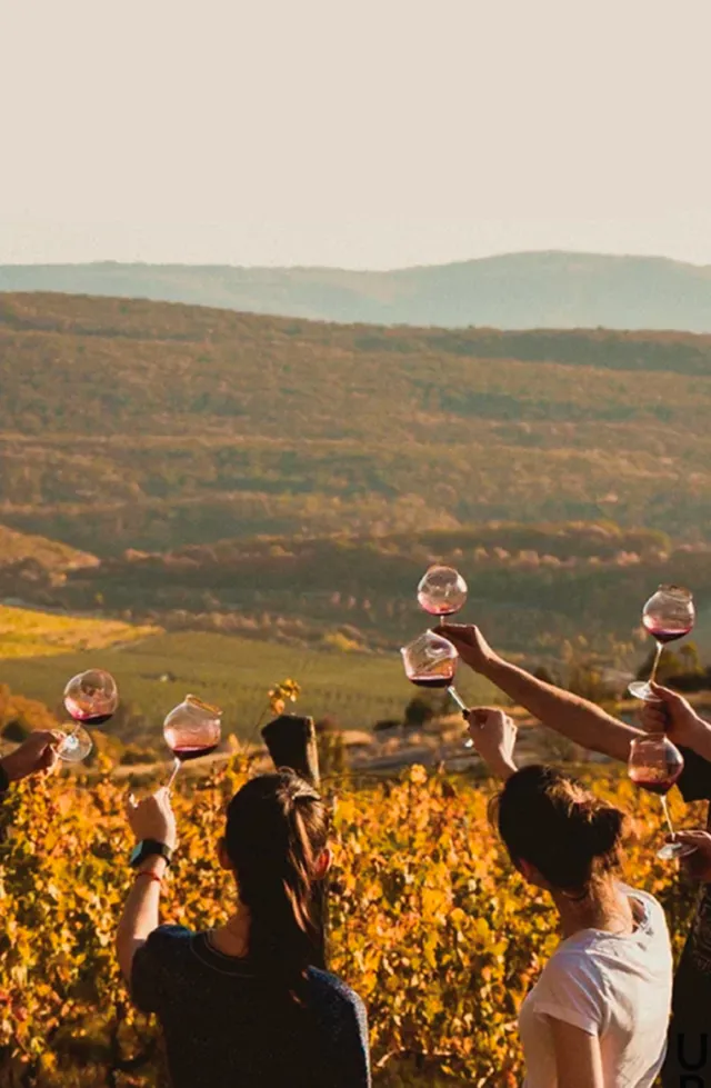 Вино Uppa Winery