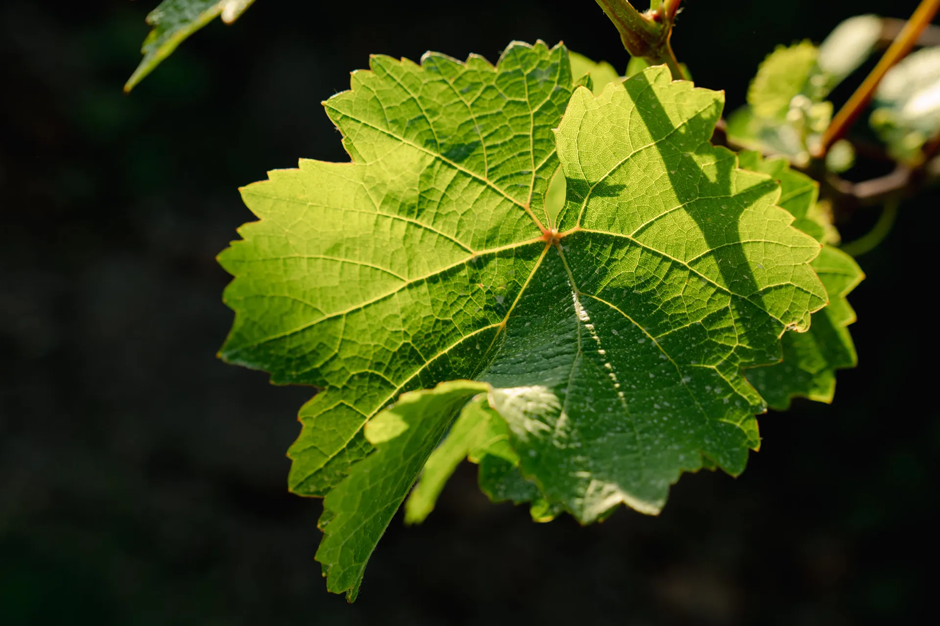 Виноградник Uppa Winery