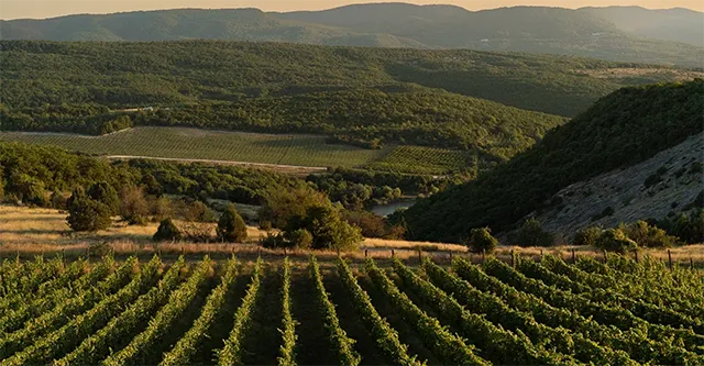 Виноградники Uppa Winery
