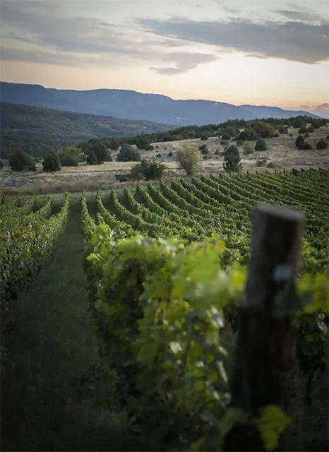 Виноградники Uppa Winery