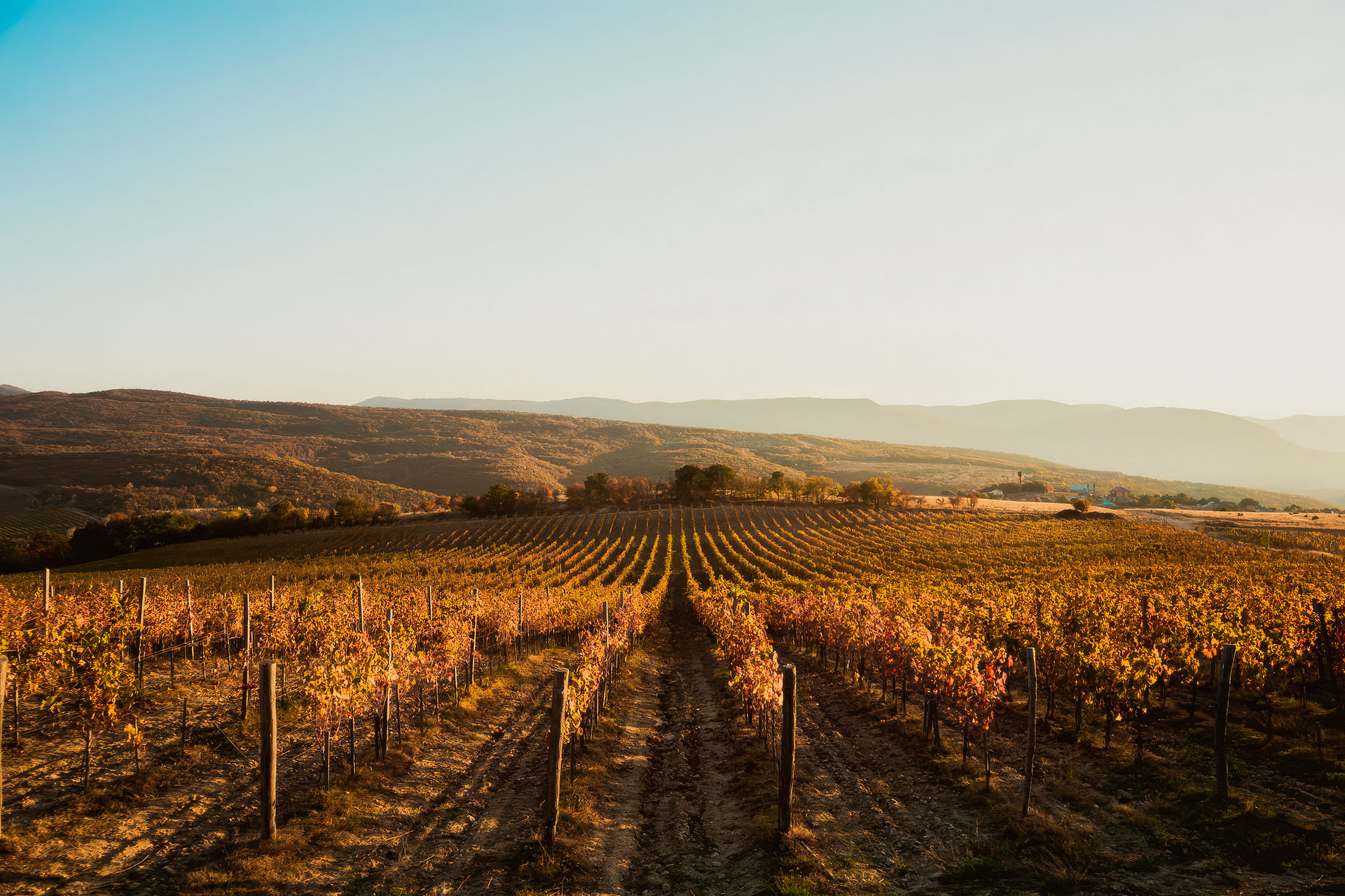 Вино Павла Швеца