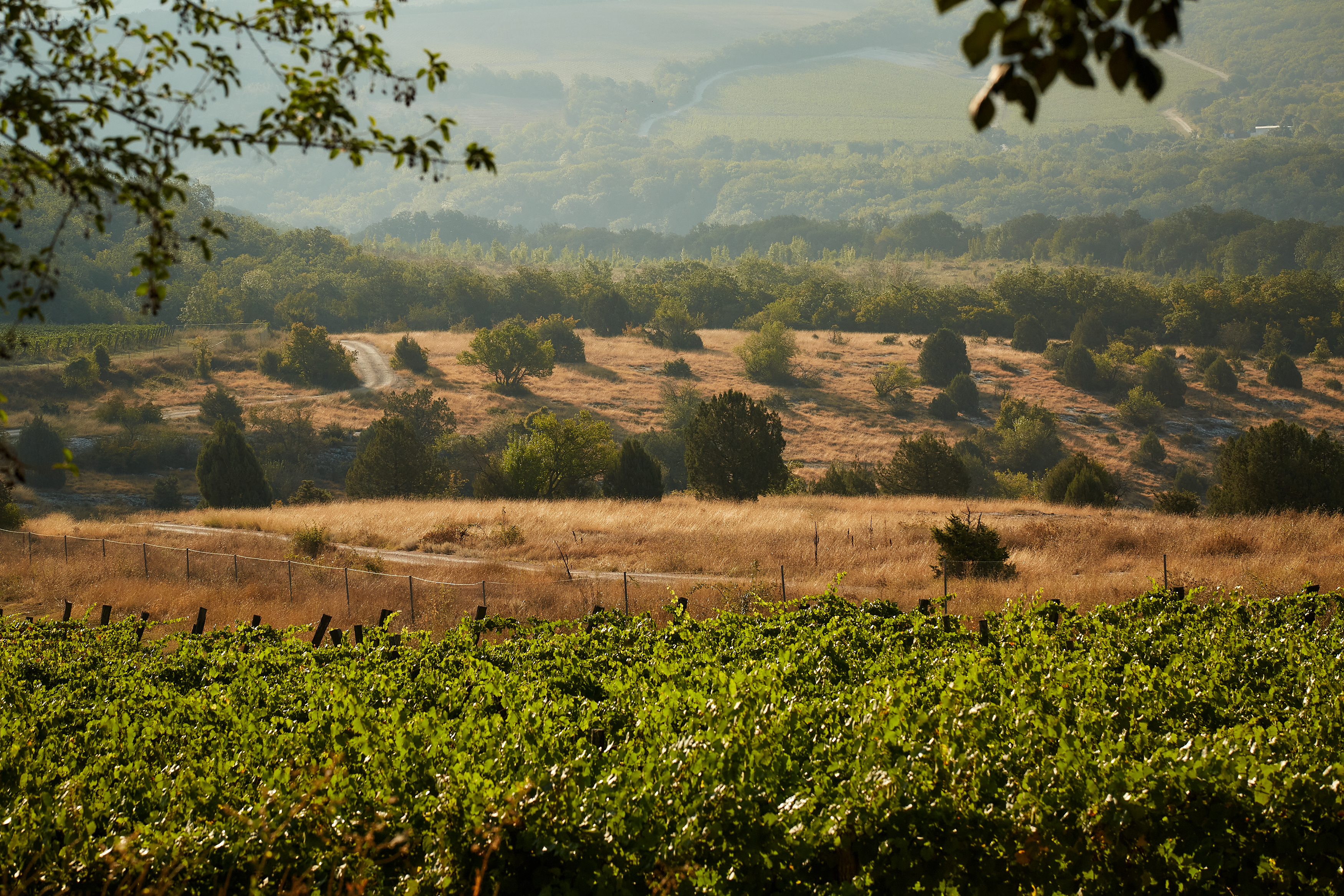 Виноградники Uppa Winery