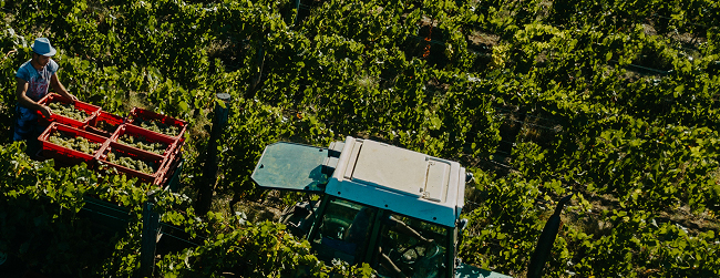 Виноградники Uppa Winery