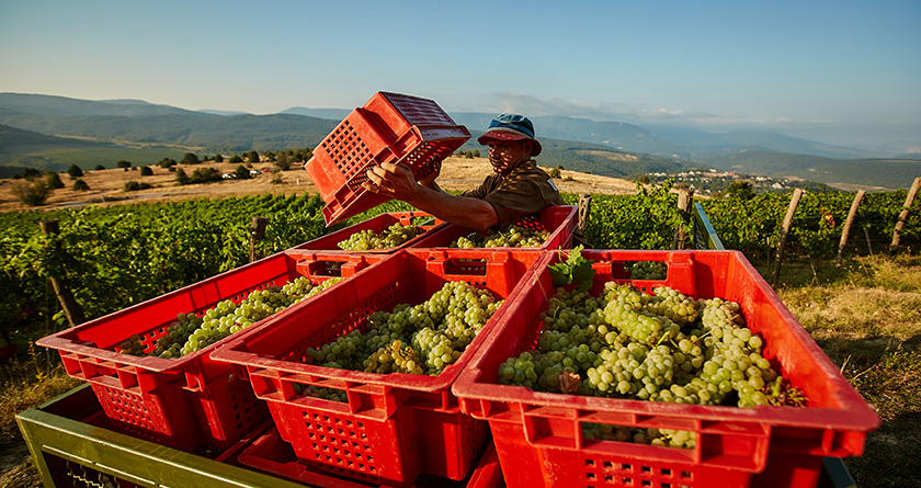 Команда Uppa Winery