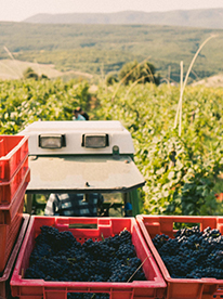 Виноградники Uppa Winery