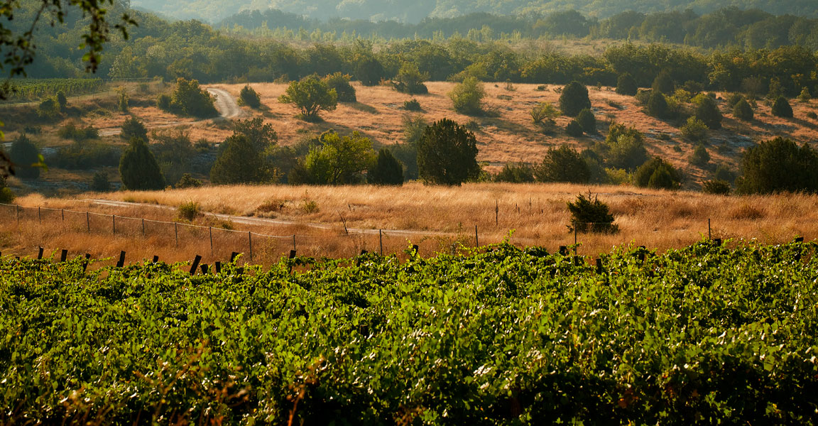 Виноградники Павла Швеца