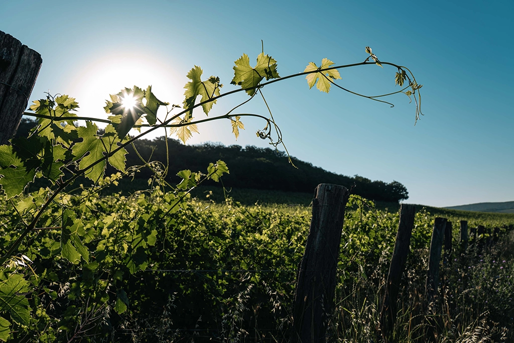 Винодельня Uppa Winery