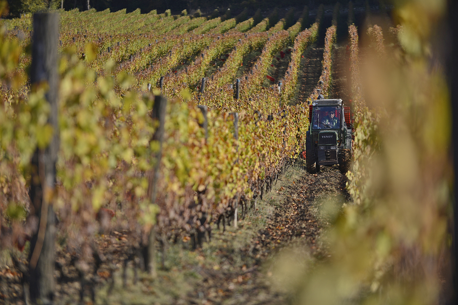 Значение клера в формировании качества вина